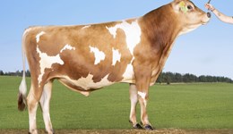 Vikings excel at top of the Jersey rankings